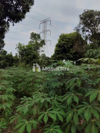 LAHAN DATAR COCOK UNTUK SEKOLAH PESANTREN