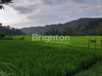 Dijual Cepat Tanah 120 Are Pinggir Jalan Provinsi Busungbiu Buleleng