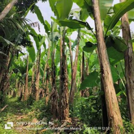 Kebun pisang pakis malang(Madewo apples)