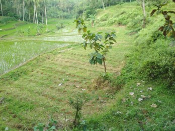 Tanah Perkebunan Murah di Wonosari Kab Malang