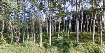 Tanah perkebunan luas di Gunung Jati Jabung Malang